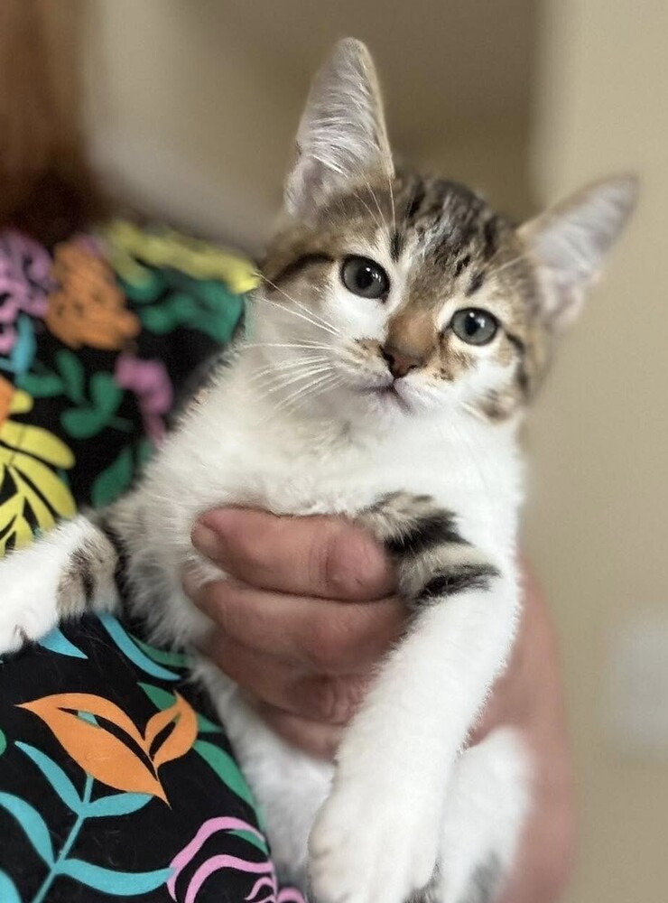 7469 Leilani photo 2