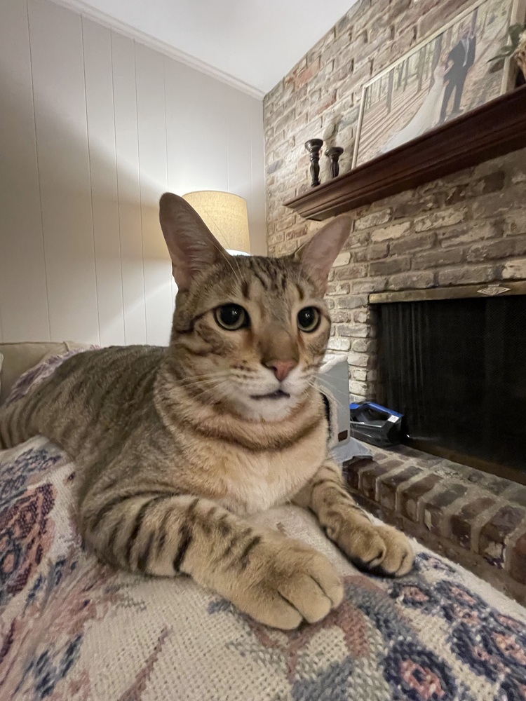 How Much Does Canopy Cat Rescue Charge: Essential Cost Insights