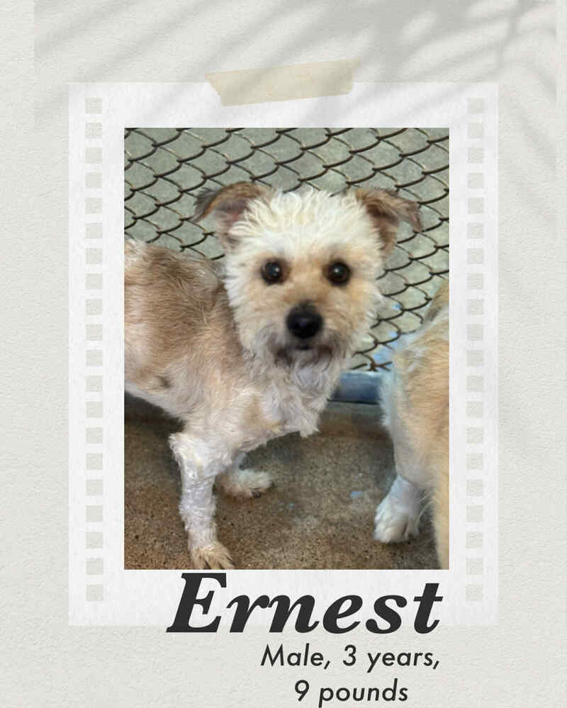 Ernest