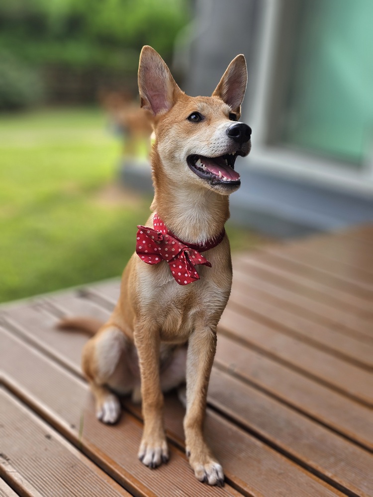 https://s3.us-east-1.amazonaws.com/petstablished-app-beta/uploads/image/image/5293649/yongsik-1.jpeg