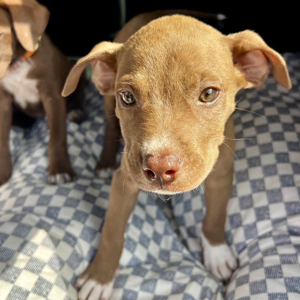 Wagtopia Dogs for Adoption: Find Your Furry Friend Today