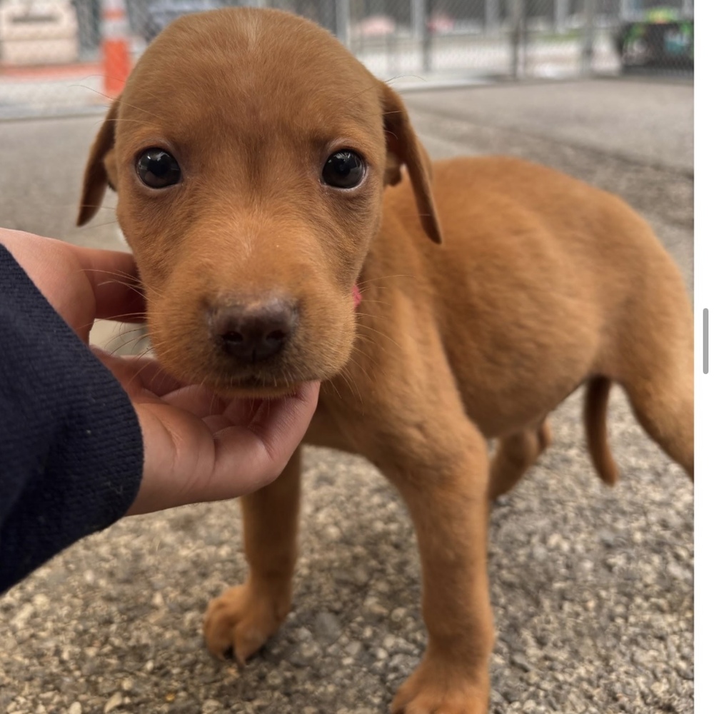 Wagtopia Dogs for Adoption: Find Your Furry Friend Today