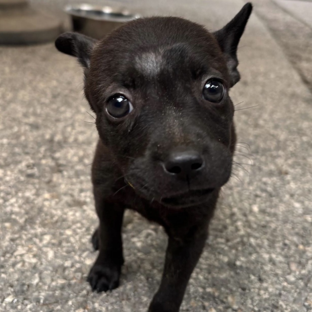 Wagtopia Dogs for Adoption: Find Your Furry Friend Today