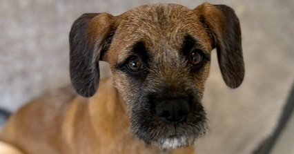 Callum, Mixed breed