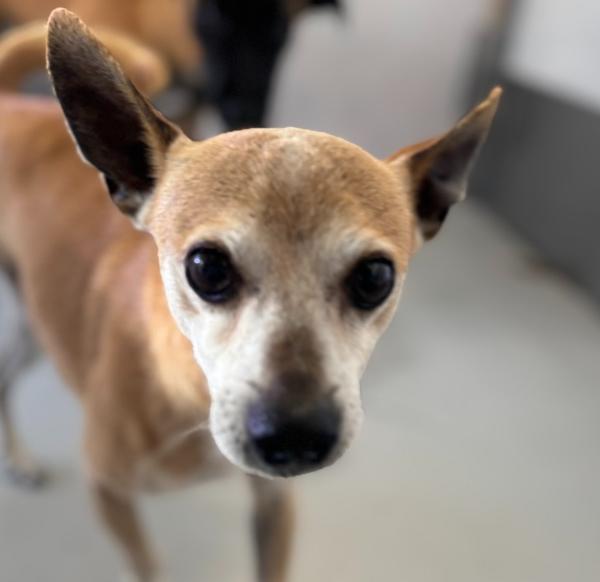 Dynamite, Chihuahua