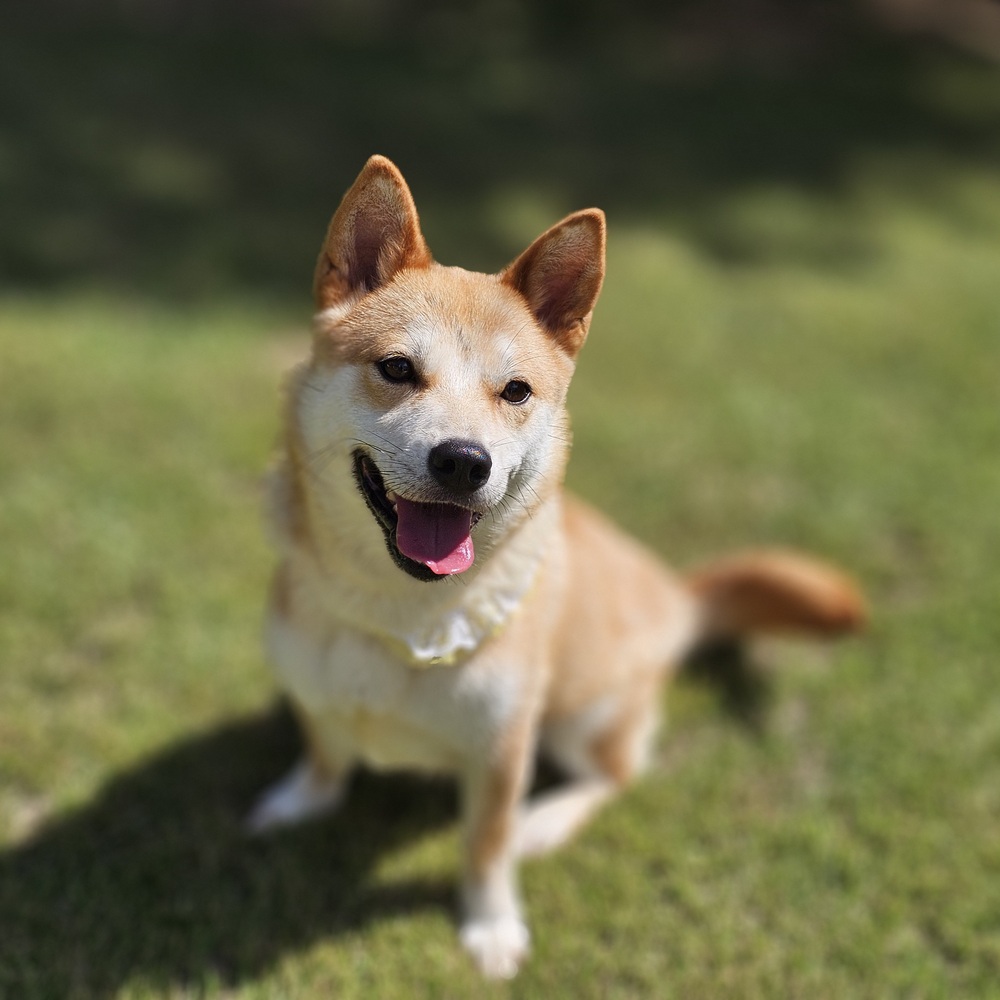 https://s3.us-east-1.amazonaws.com/petstablished-app-beta/uploads/image/image/5316387/Ari_main.jpeg