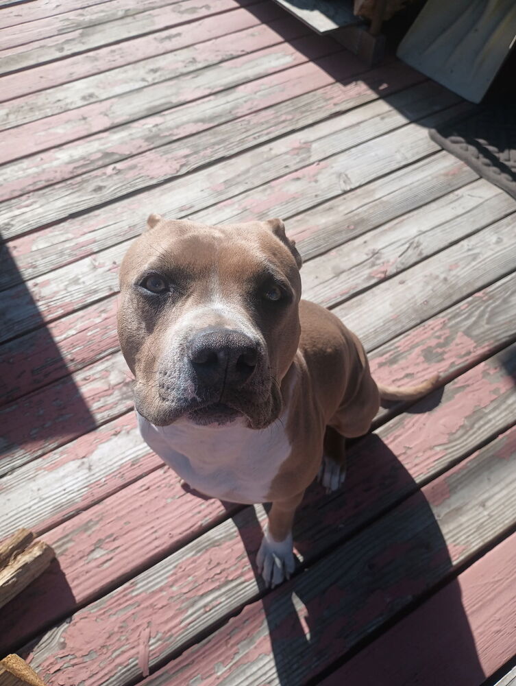 Photo of Molly, adoptable Pit Bull Terrier in Dana Point, California