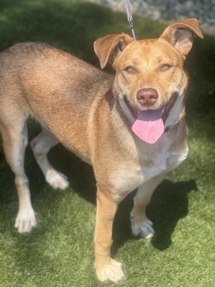 Photo of Hazel, adoptable Shepherd in Dana Point, California