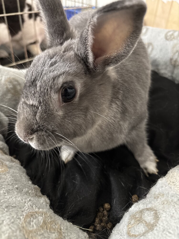 ORCA: Adoptable Rabbits