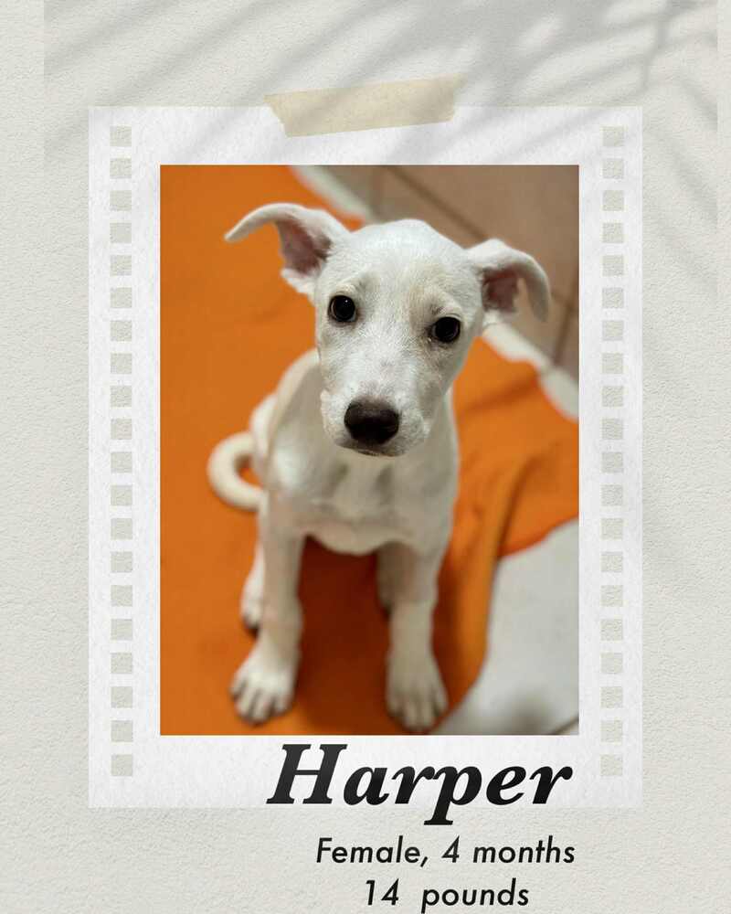 Harper