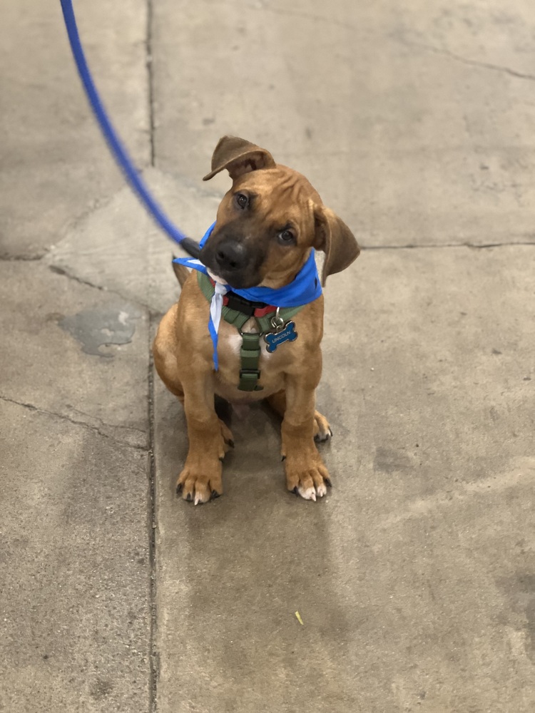 Photo of Lincoln, adoptable Boxer in Dana Point, California
