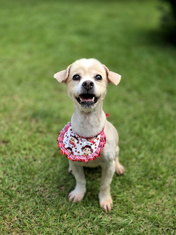 https://s3.us-east-1.amazonaws.com/petstablished-app-beta/uploads/image/image/5407027/Candy-1.JPG