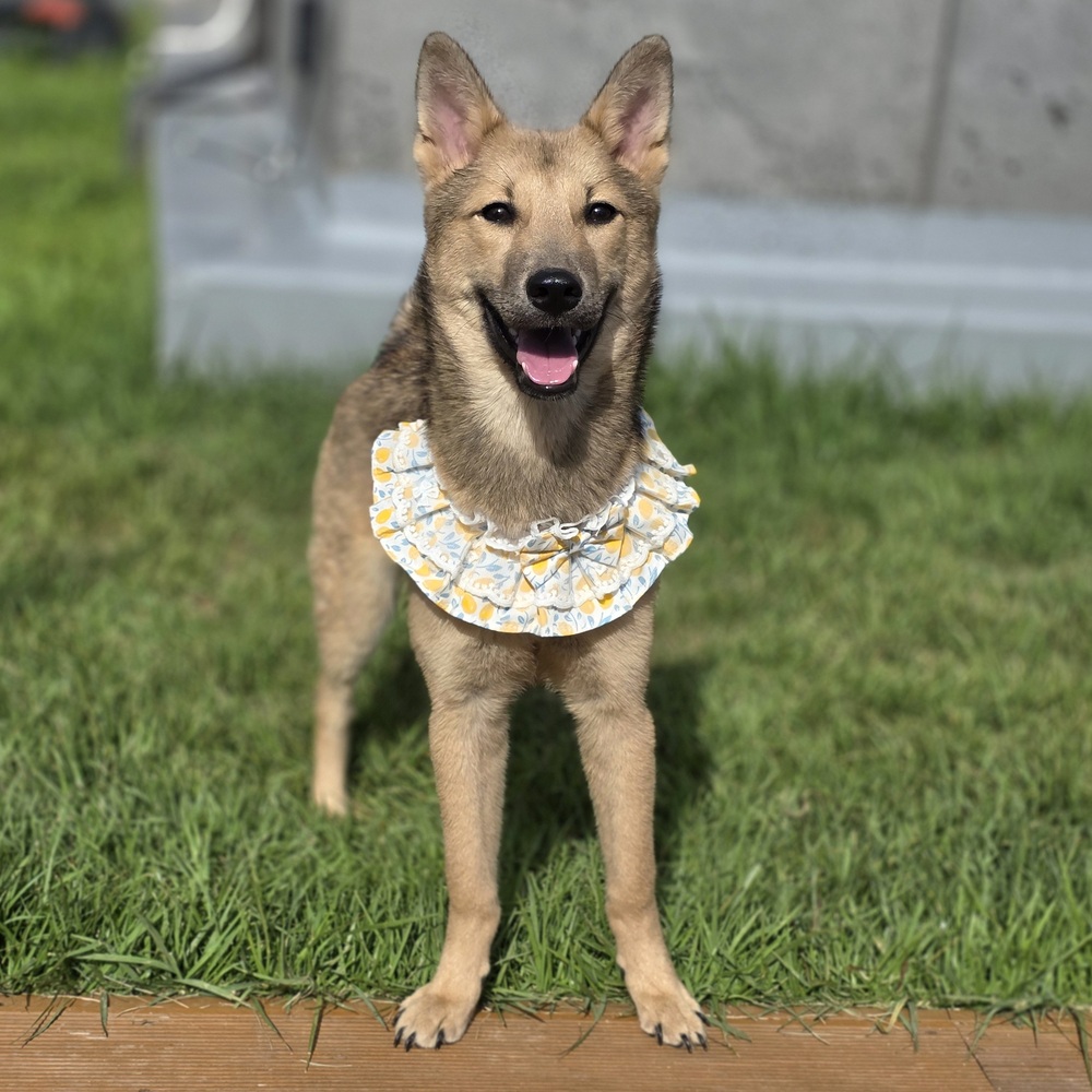 https://s3.us-east-1.amazonaws.com/petstablished-app-beta/uploads/image/image/5409512/Anna-Main.JPG