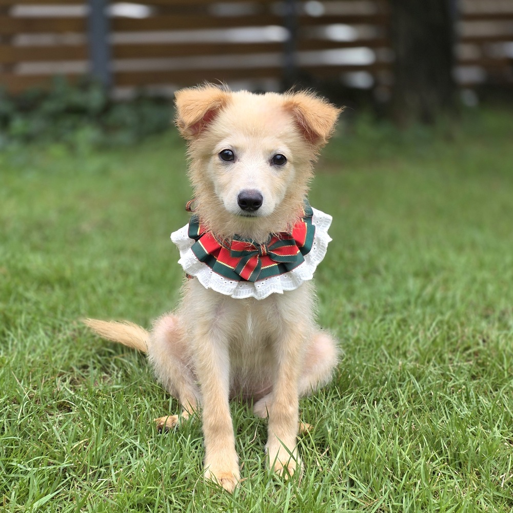https://s3.us-east-1.amazonaws.com/petstablished-app-beta/uploads/image/image/5409519/Yuna-1.JPG
