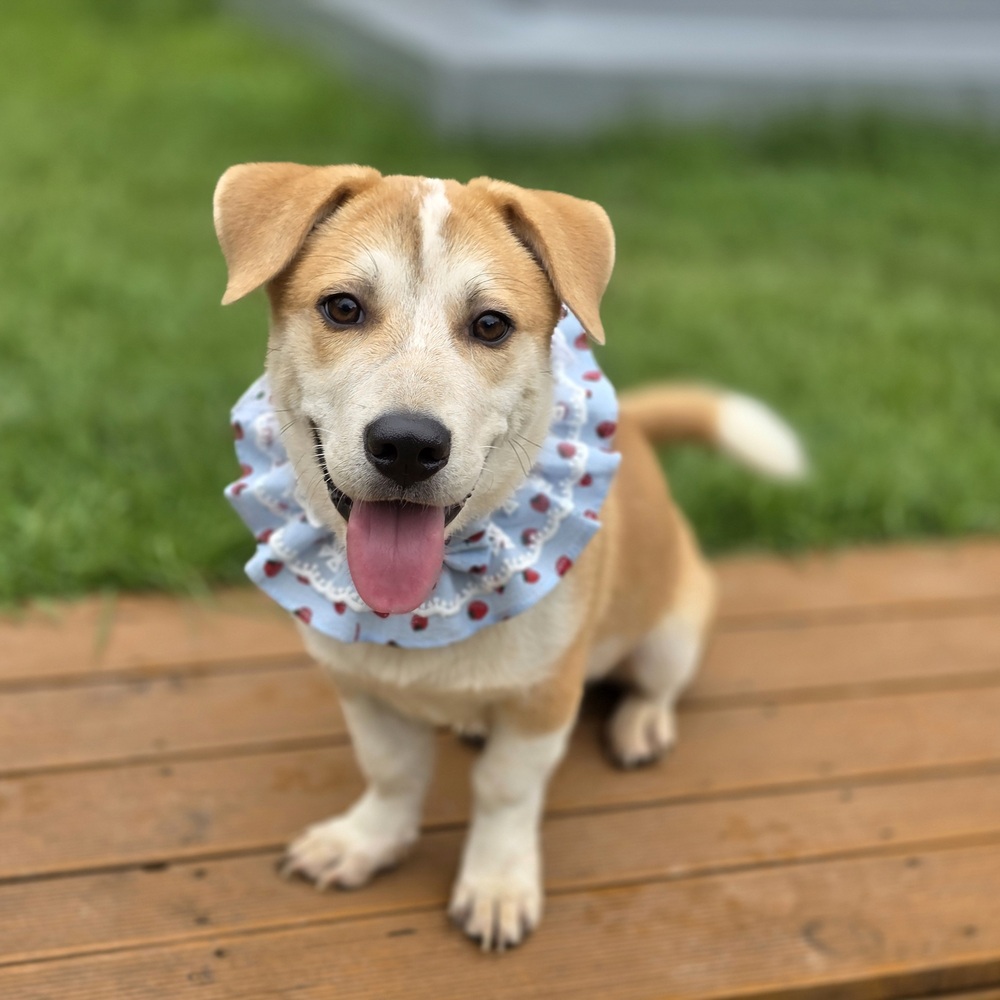 https://s3.us-east-1.amazonaws.com/petstablished-app-beta/uploads/image/image/5409528/%E1%84%92%E1%85%AA%E1%86%AB%E1%84%92%E1%85%B4-1.JPG