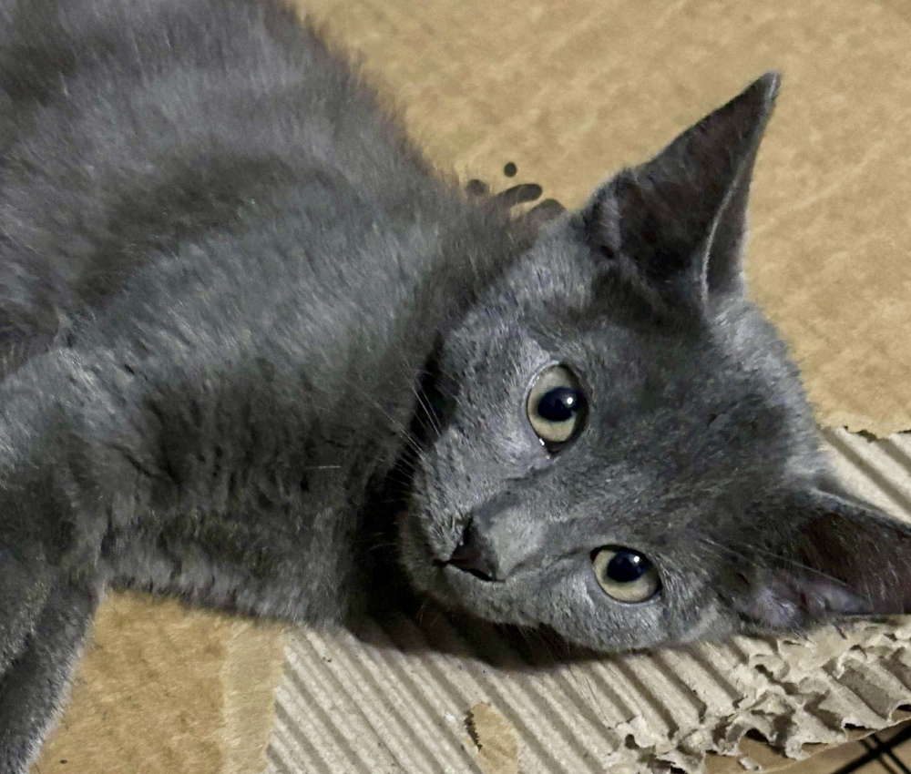 CAT★ Wagtopia: Adopt Cats in Chicago, Illinois (60632)