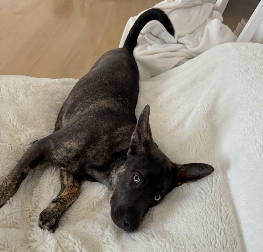 Photo of Bella, adoptable Shepherd in Dana Point, California