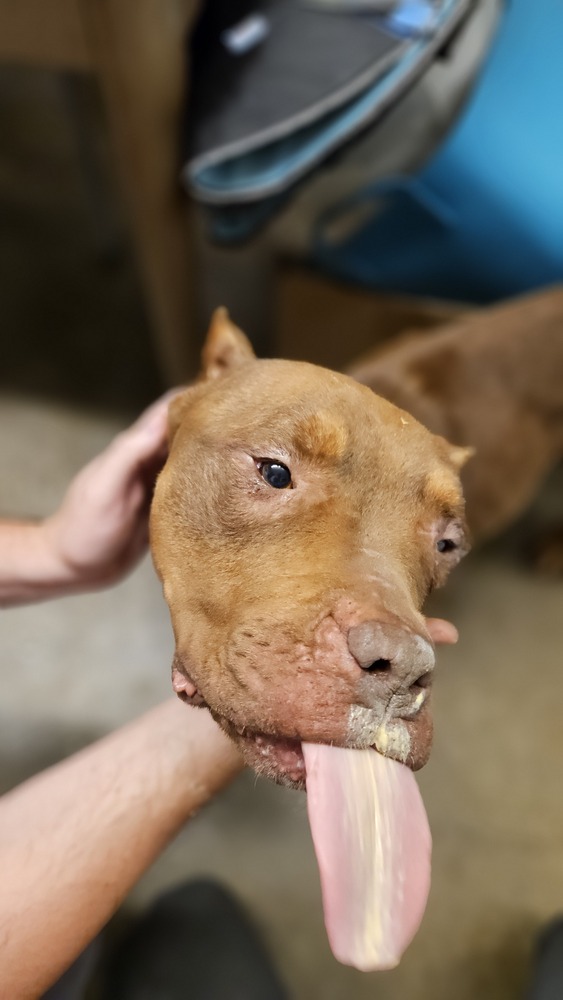 Cinnamon