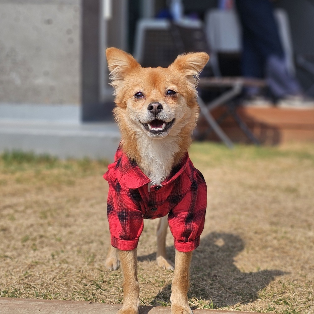 https://s3.us-east-1.amazonaws.com/petstablished-app-beta/uploads/image/image/5446493/Mari-1.JPG
