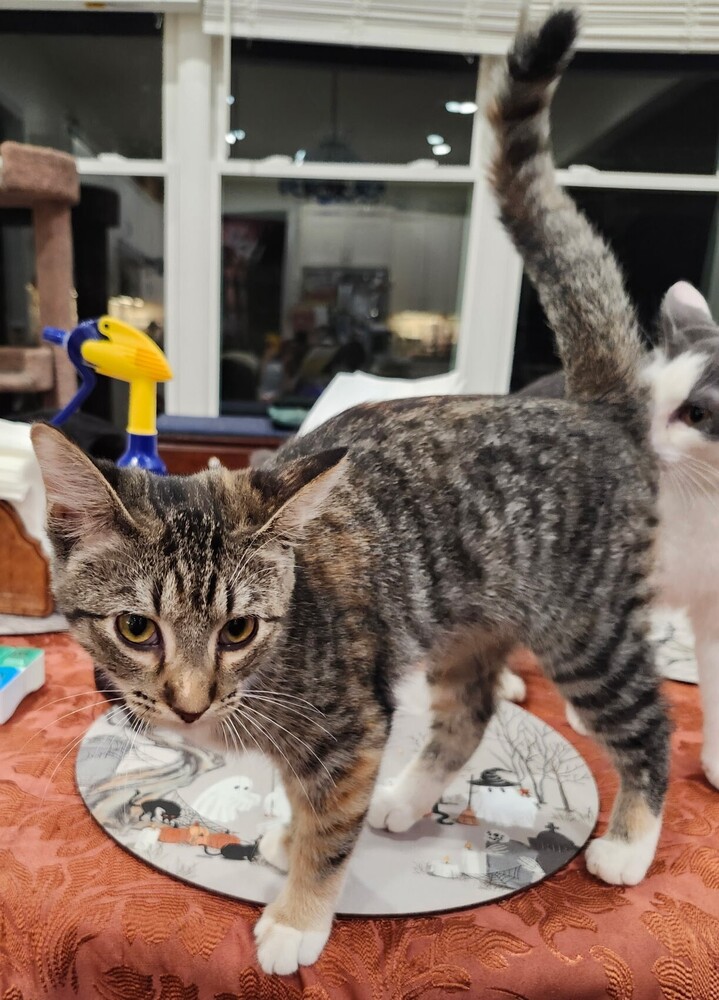 7388 Cranberry photo 3