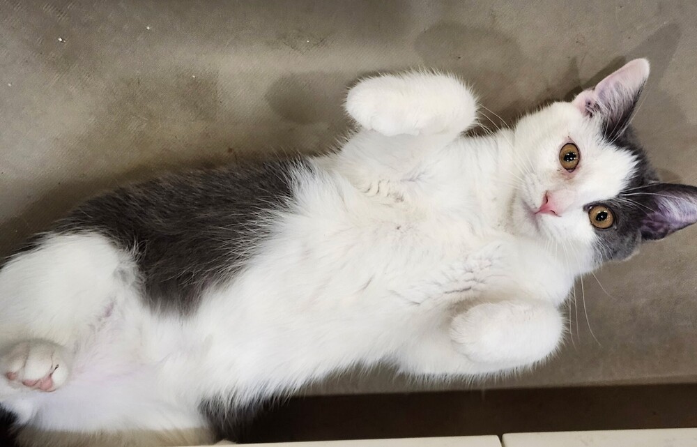 7392 Garbanzo photo 2