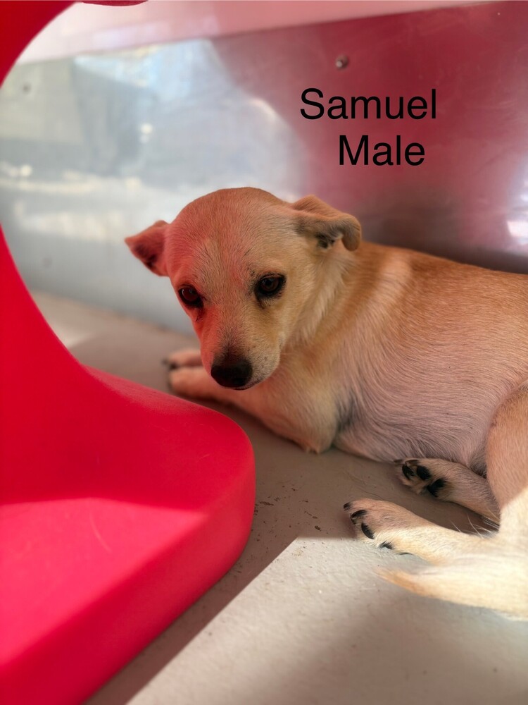 Samuel
