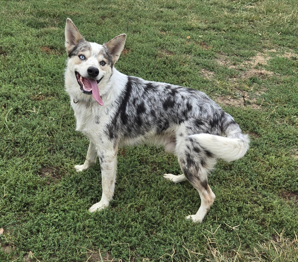 Australian Shepherd Puppies for sale from family breeders in Fayetteville,  AR, image size:1000x879