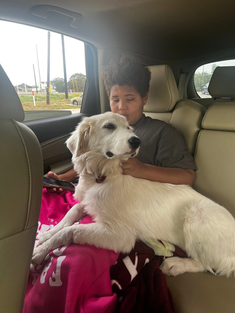 Mercy the Great Pyrenees Puppy