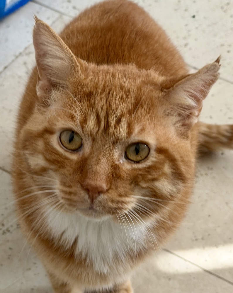 CAT★ Wagtopia: Adopt Cats in Chicago, Illinois (60632)