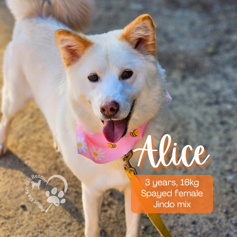 Wagtopia: Adopt Dogs, Cats, Register Pet Microchip, Geo Tags