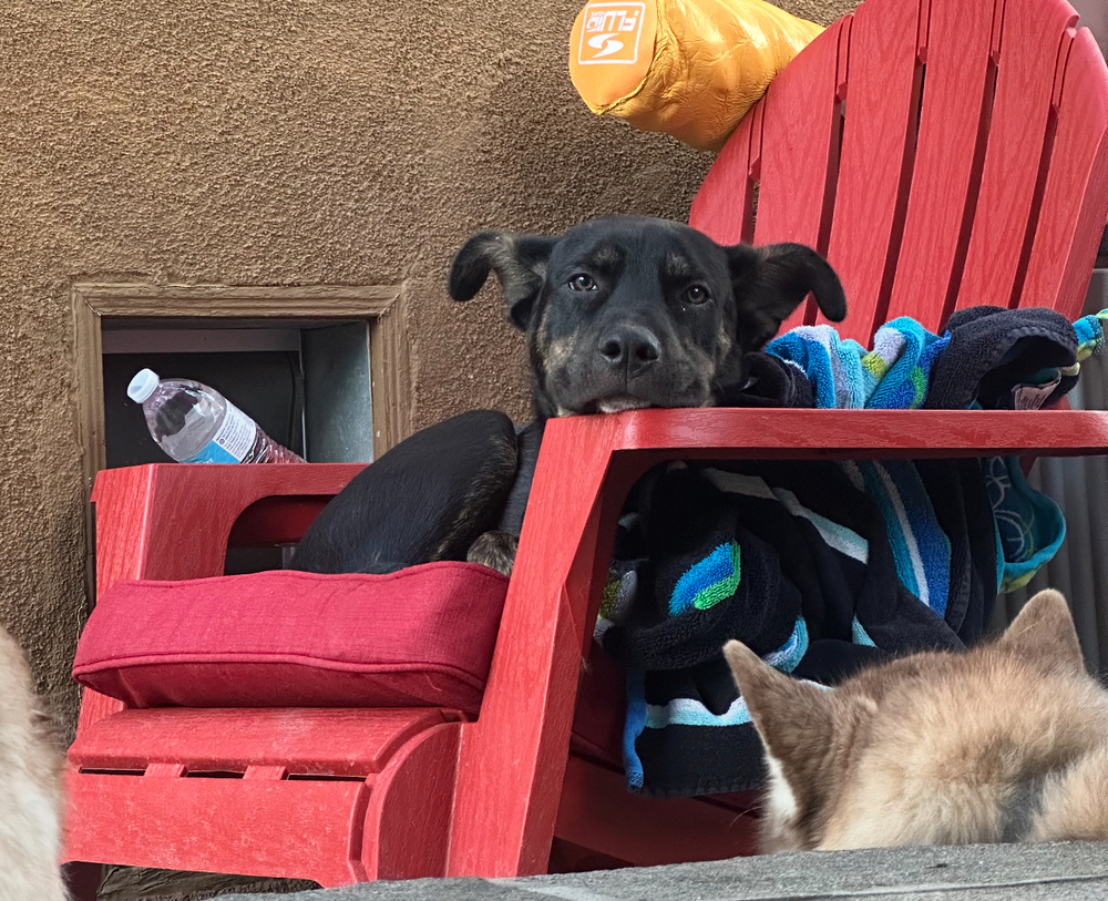Photo of Zeus formerly Bentley, adoptable Shepherd (Unknown Type) in Dana Point, California