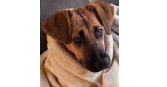 Leila