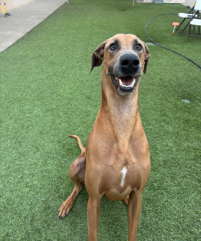 Photo of Gavyn, adoptable Great Dane in Dana Point, California