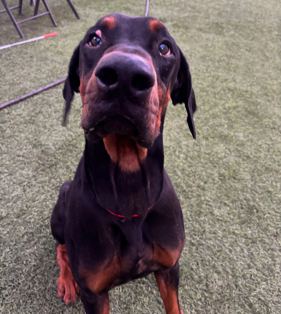 Photo of Titus, adoptable Doberman Pinscher in Dana Point, California