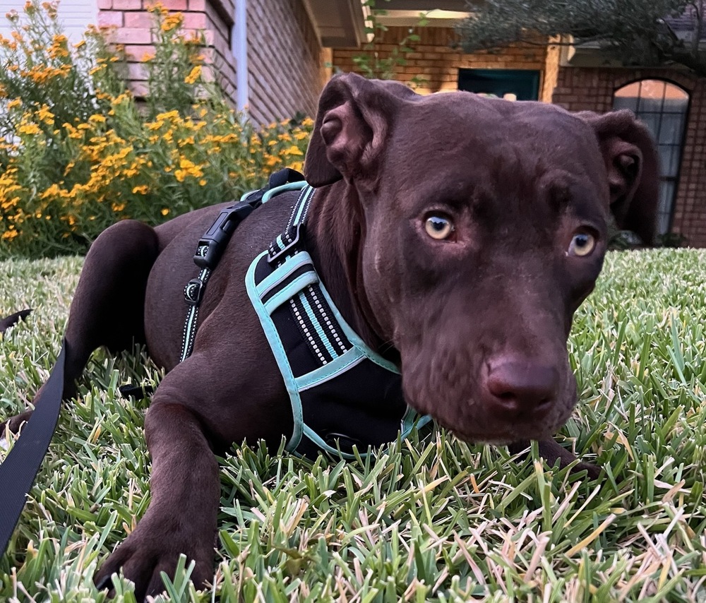 Suzi