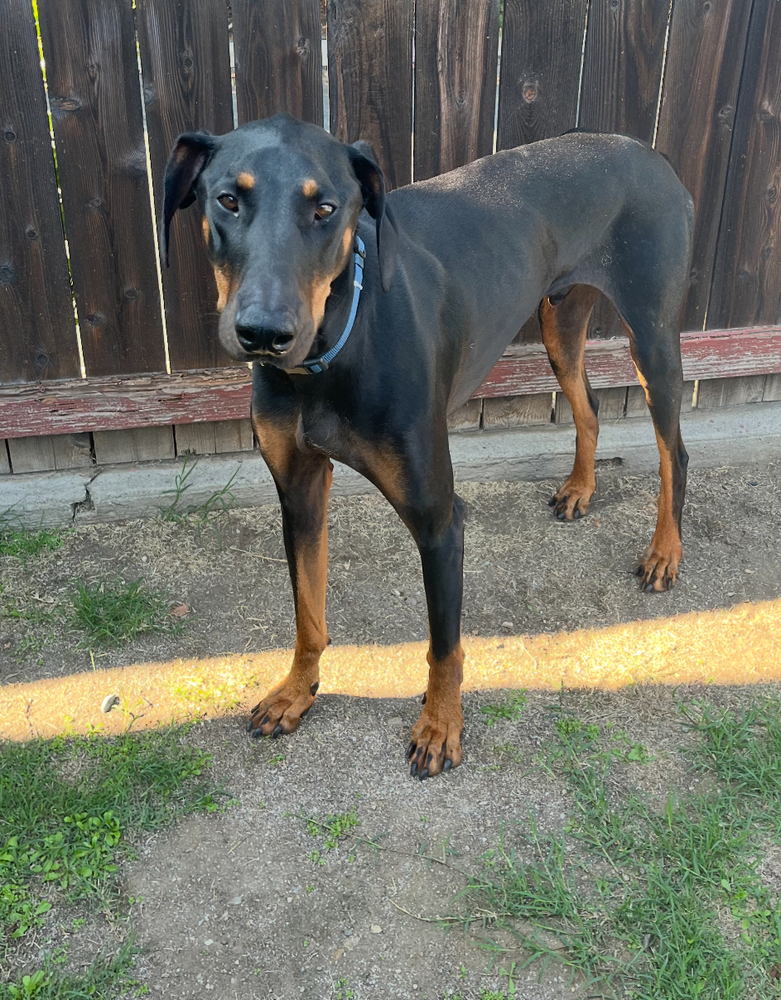 Photo of Zeke, adoptable Doberman Pinscher in Dana Point, California