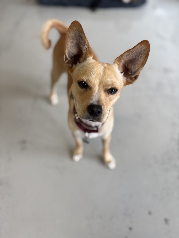 Paco