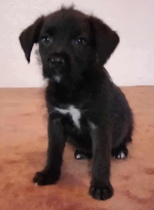 Photo of Luna, adoptable Labrador Retriever in Dana Point, California