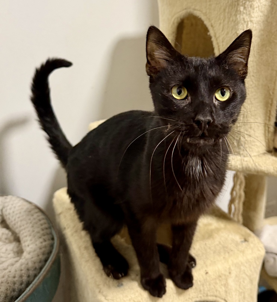 CAT★ Wagtopia: Adopt Cats in Chicago, Illinois (60632)