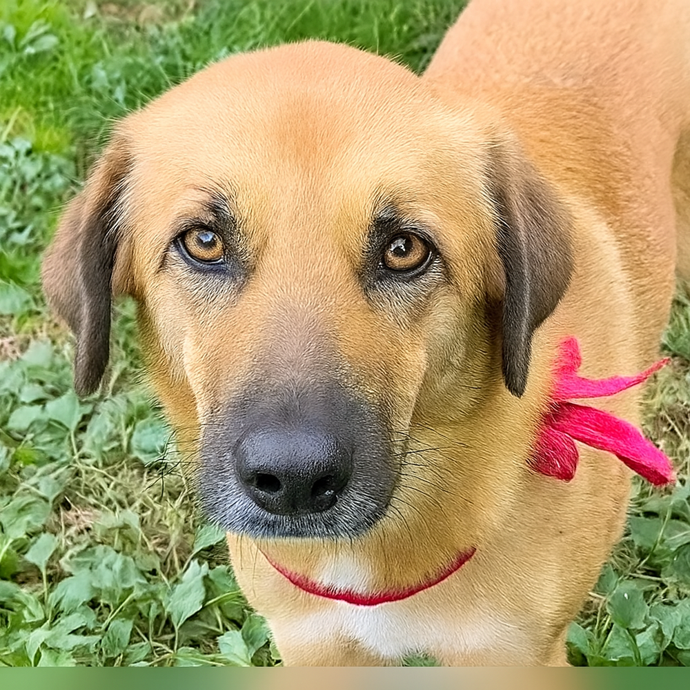 Wagtopia: Adopt Dogs, Cats, Register Pet Microchip, Geo Tags, image size:1000x1000