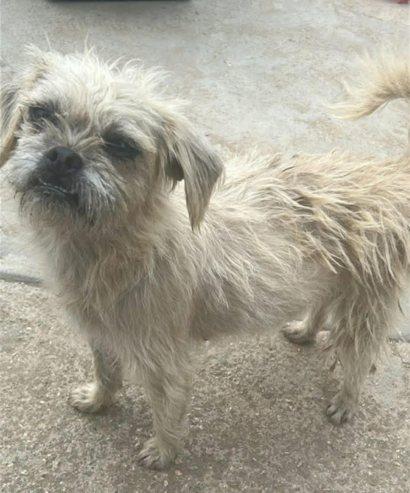 Photo of Laila, adoptable Shih Tzu in Dana Point, California