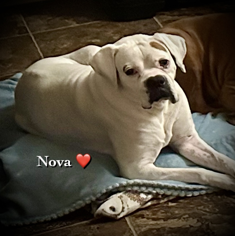 Nova II - Silver Heart, photo 4