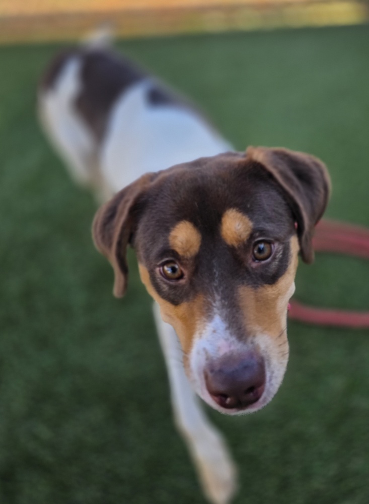 7644 Hazelnut photo 4