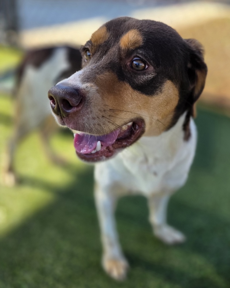 7644 Hazelnut photo 3