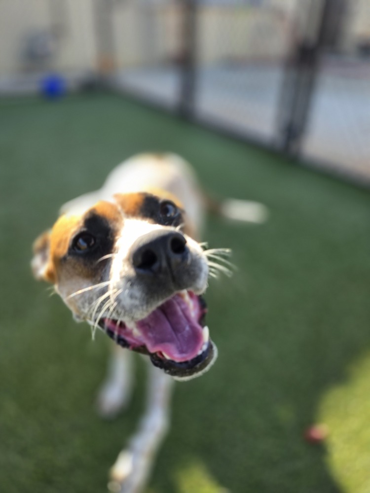 7643 Sunflower photo 4