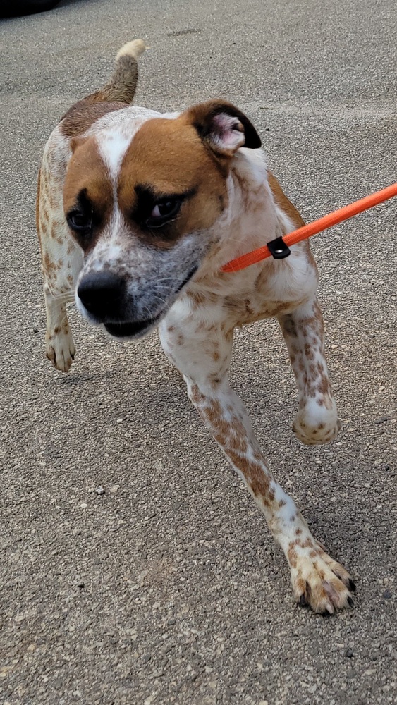 7643 Sunflower photo 2