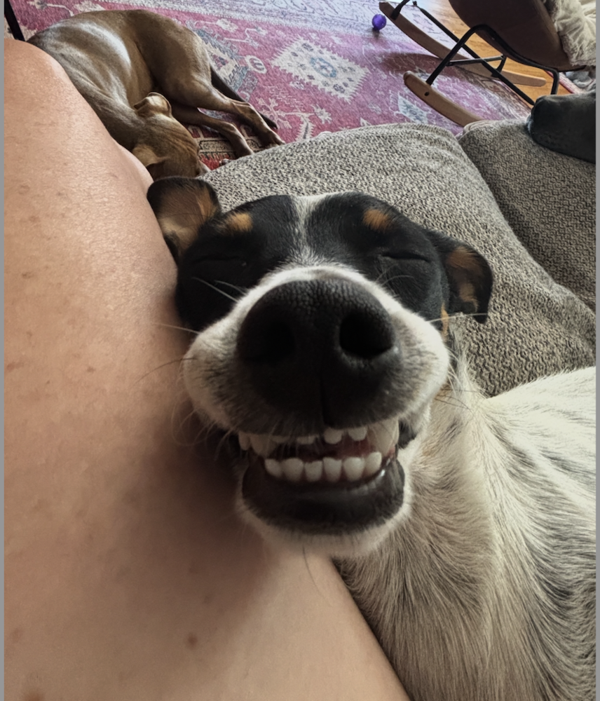 Photo of Pete, adoptable Jack Russell Terrier in Dana Point, California