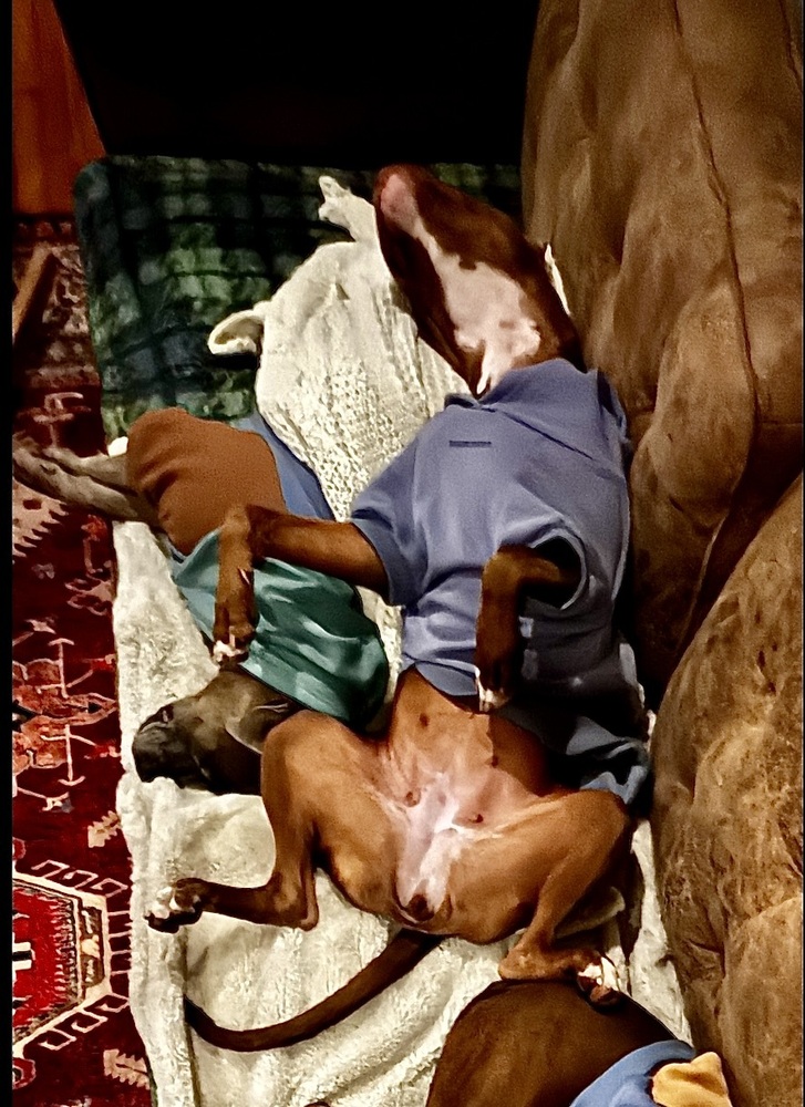 Photo of Dory, adoptable Boxer in Dana Point, California
