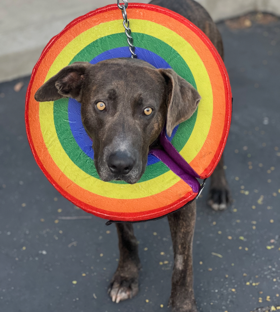 Photo of Jacob, adoptable Labrador Retriever in Dana Point, California