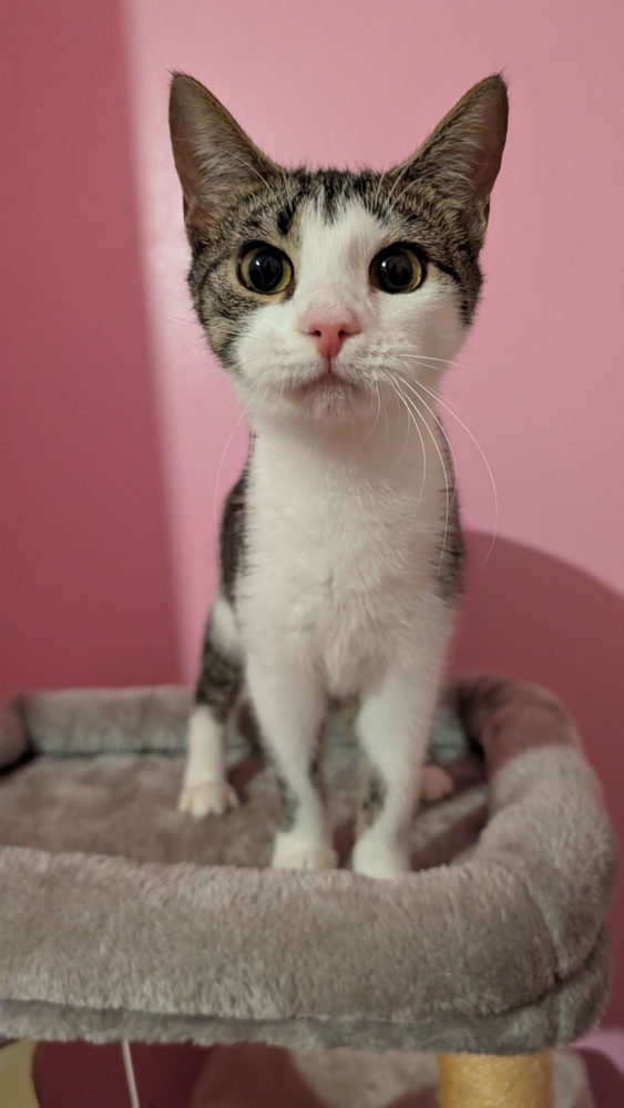 7374 Amaretto photo 2